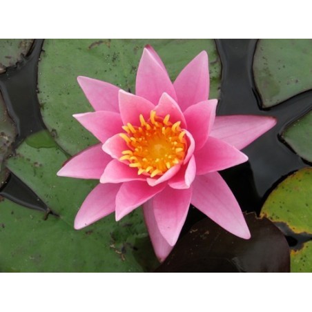 Nymphaea Pink Sensation tavirózsa cserép nélkül
