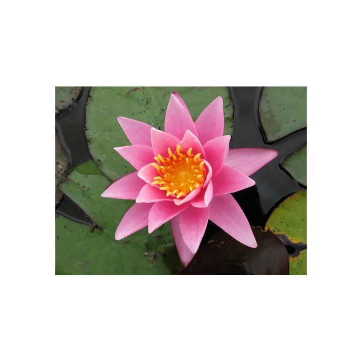 Nymphaea Pink Sensation tavirózsa cserép nélkül