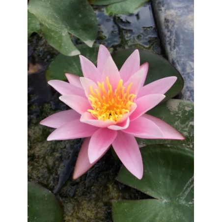 Nymphaea Pink Sensation tavirózsa cserép nélkül