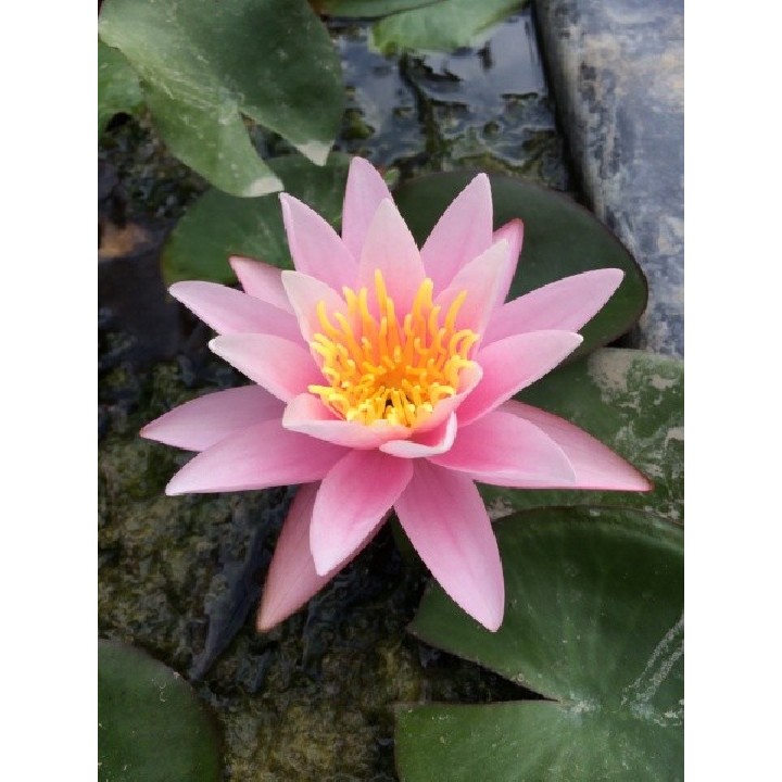 Nymphaea Pink Sensation tavirózsa cserép nélkül