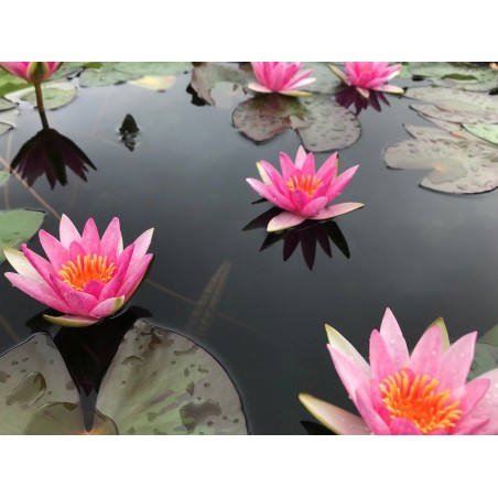 Nymphaea Pygmaea Rubra mini tavirózsa cserép nélkül