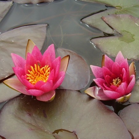 Nymphaea Pygmaea Rubra mini tavirózsa cserép nélkül