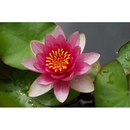 Nymphaea Pygmaea Rubra mini tavirózsa cserép nélkül