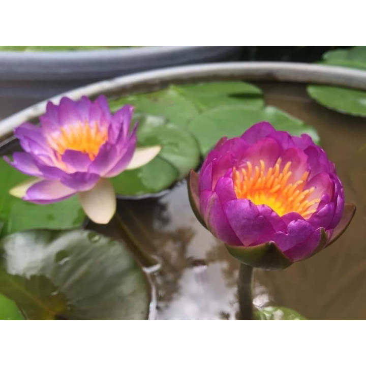 Nymphaea Queen Sirikit tavirózsa cserép nélkül