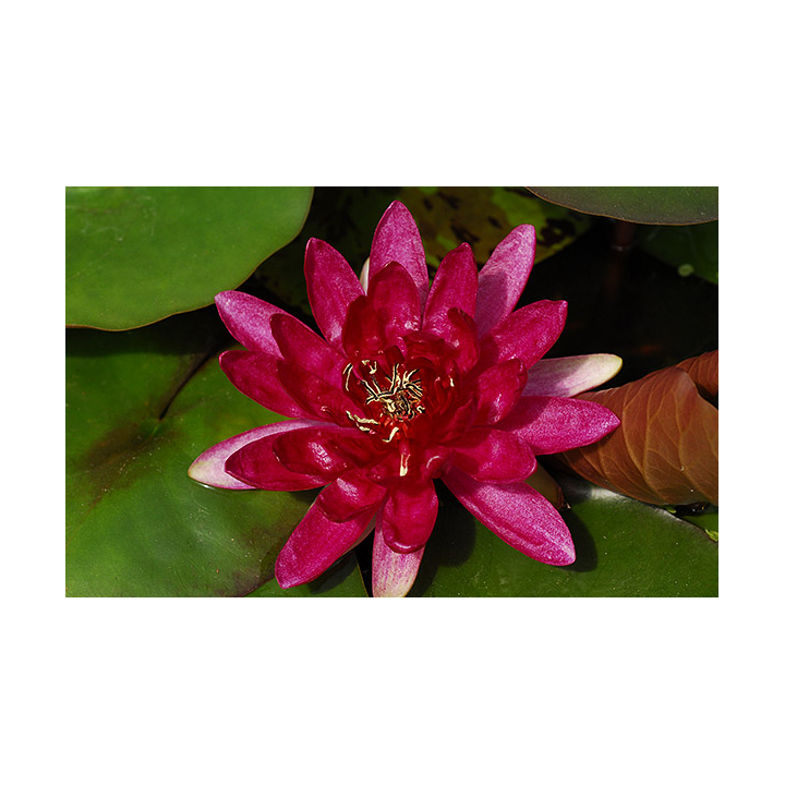 Nymphaea Red Paradise tavirózsa cserép nélkül