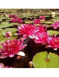 Nymphaea Red Paradise tavirózsa cserép nélkül