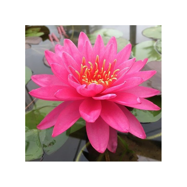 Nymphaea Siam Pink 2 tavirózsa cserép nélkül