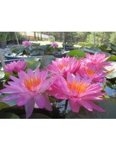 Nymphaea Siam Pink 2 tavirózsa cserép nélkül