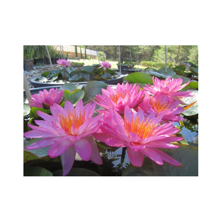 Nymphaea Siam Pink 2 tavirózsa cserép nélkül