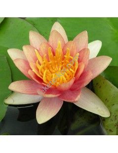 Nymphaea Sioux tavirózsa cserép nélkül