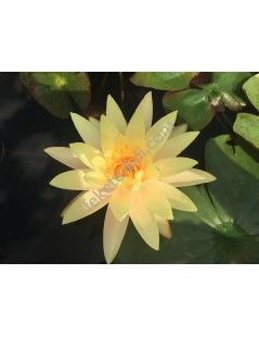 Nymphaea Texas Dawn tavirózsa cserép nélkül