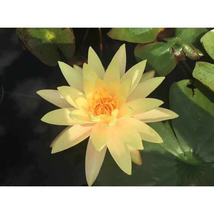 Nymphaea Texas Dawn tavirózsa cserép nélkül