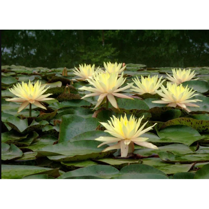 Nymphaea Texas Dawn tavirózsa cserép nélkül