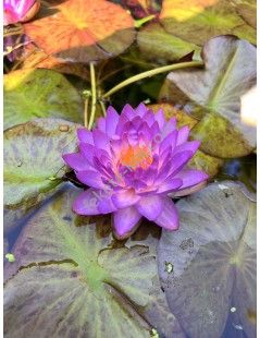 Nymphaea Siam Purple 1 tavirózsa cserép nélkül