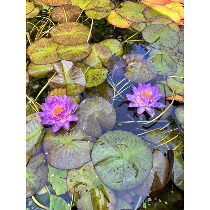 Nymphaea Siam Purple 1 tavirózsa cserép nélkül