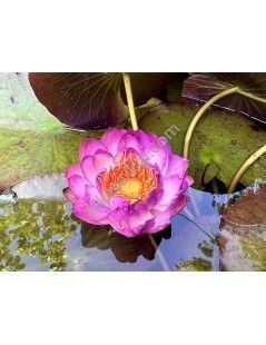 Nymphaea Queen Sirikit tavirózsa cserép nélkül