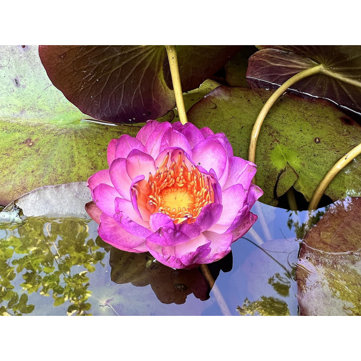 Nymphaea Queen Sirikit tavirózsa cserép nélkül