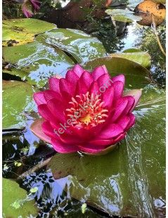 Nymphaea Manee Red tavirózsa cserép nélkül