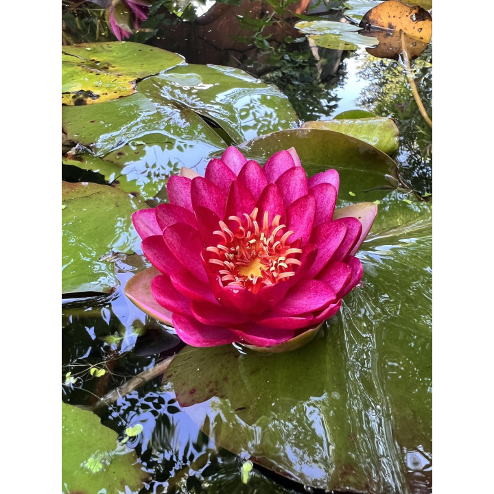 Nymphaea Manee Red tavirózsa cserép nélkül