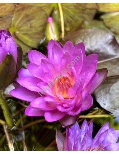Nymphaea Siam Purple 2 tavirózsa cserép nélkül