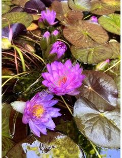 Nymphaea Siam Purple 2 tavirózsa cserép nélkül