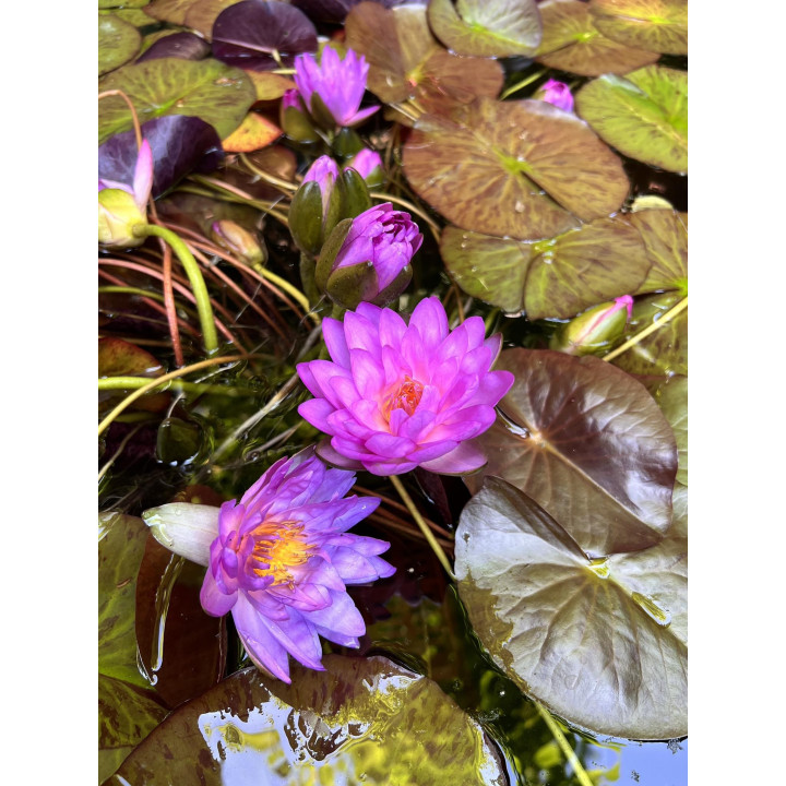 Nymphaea Siam Purple 2 tavirózsa cserép nélkül