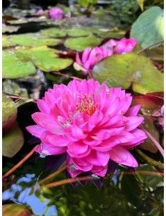 Nymphaea Fuchsia Pom Pom tavirózsa cserép nélkül