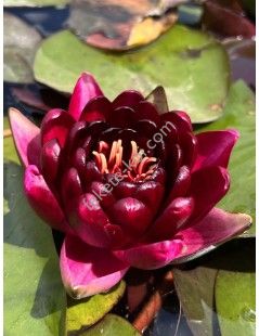 Nymphaea Black Princess tavirózsa cserép nélkül