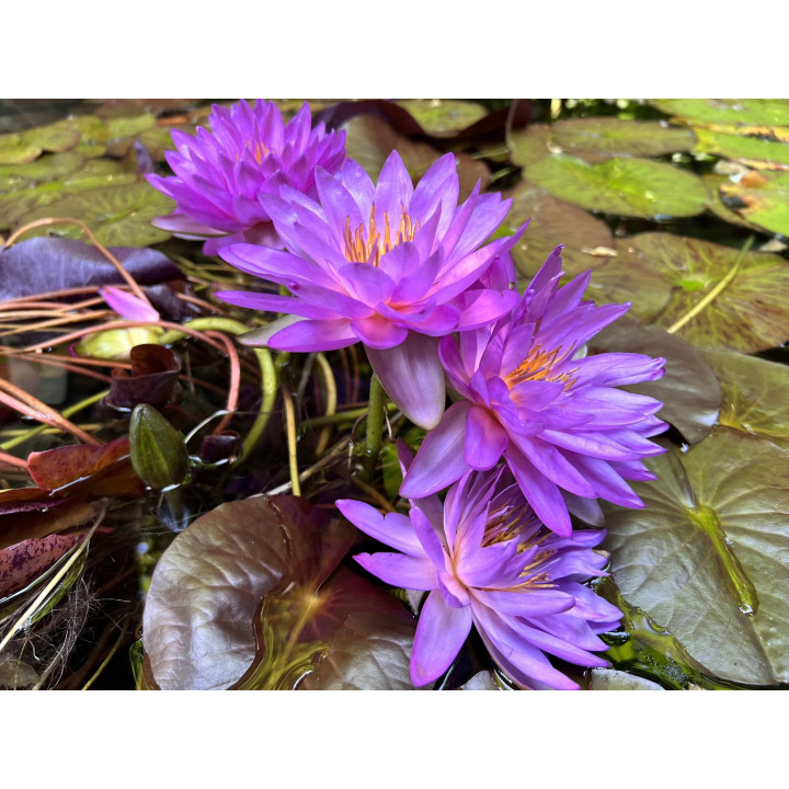 Nymphaea Siam Purple 2 tavirózsa cserép nélkül