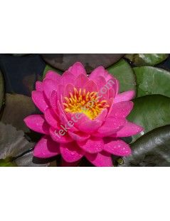 Nymphaea Perry's Fire Opal tavirózsa cserép nélkül