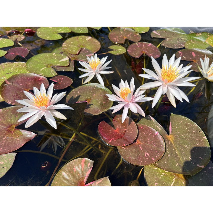 Nymphaea ‘Arc-en-Ciel’ tavirózsa cserép nélkül