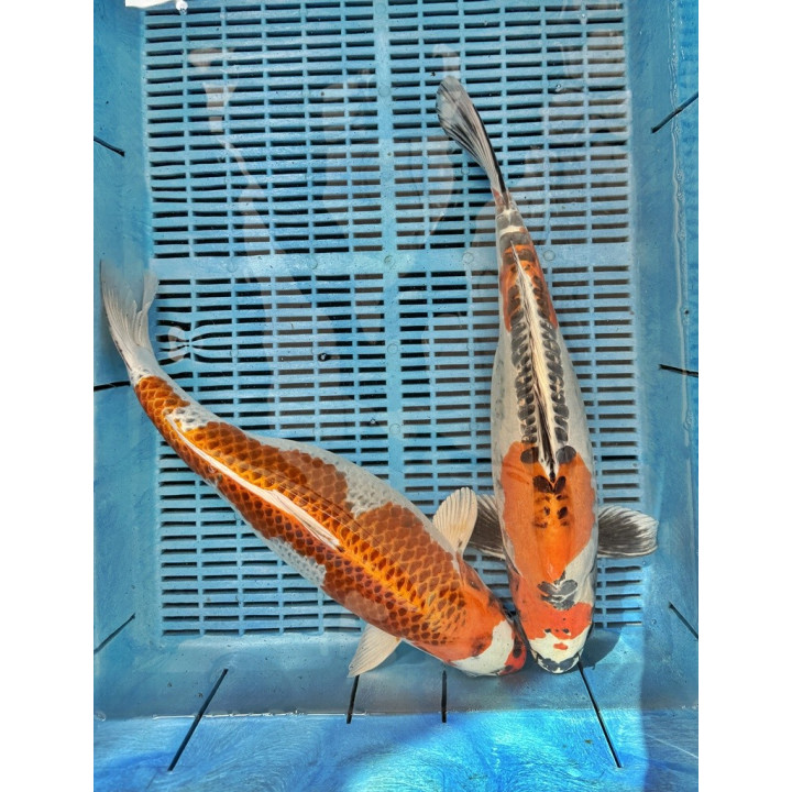 Koi Handpick 45-50cm 2