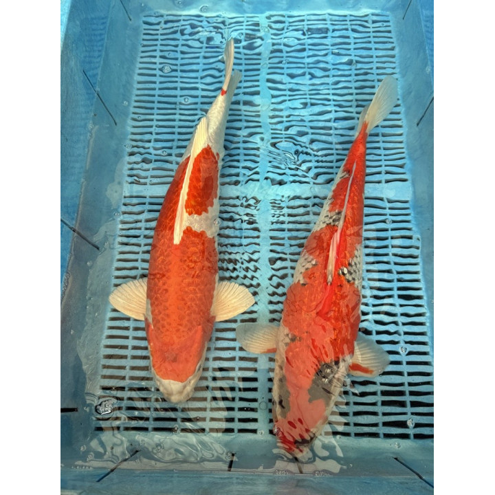 Koi Handpick 45-50cm 4