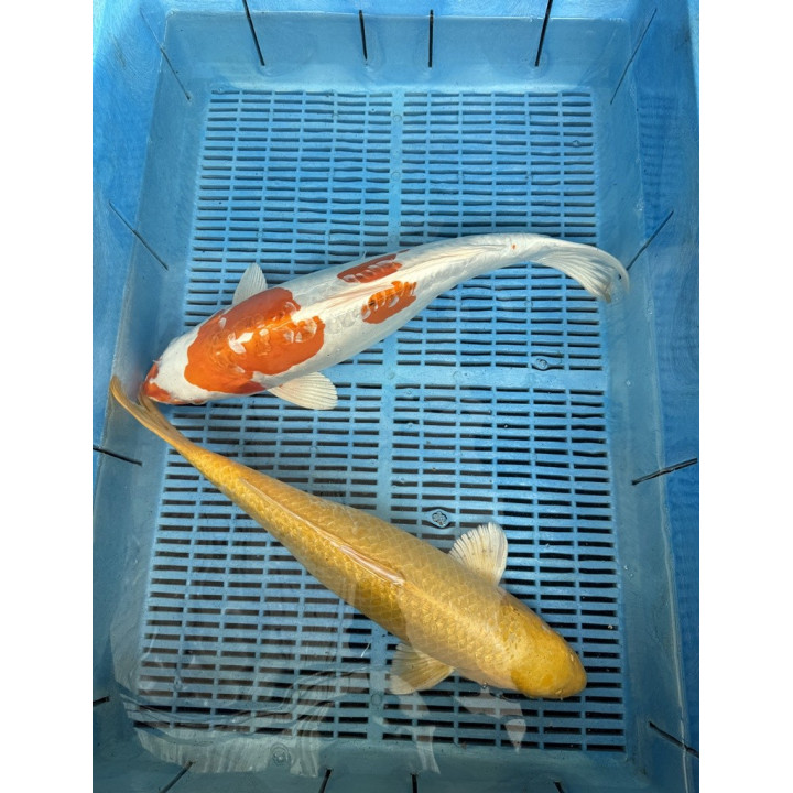 Koi Handpick 45-50cm 8