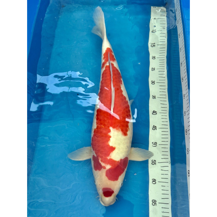 Koi Handpick 55-60cm 2