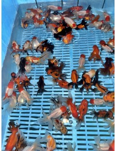 Osztott farkú aranyhal mix 8-10cm