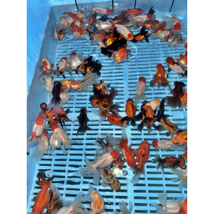 Osztott farkú aranyhal mix 8-10cm