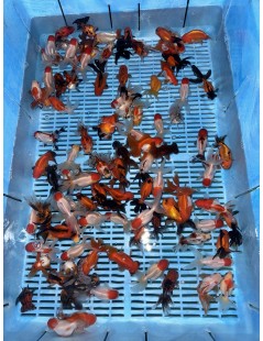 Osztott farkú aranyhal mix 8-10cm