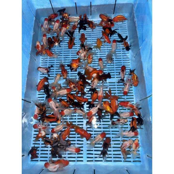 Osztott farkú aranyhal mix 8-10cm