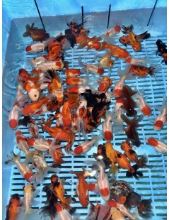 Osztott farkú aranyhal mix 8-10cm