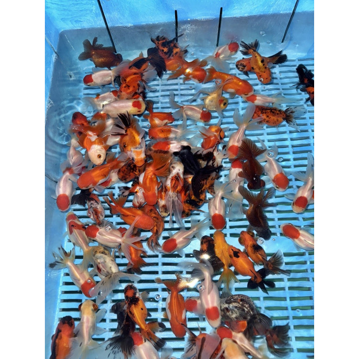 Osztott farkú aranyhal mix 8-10cm