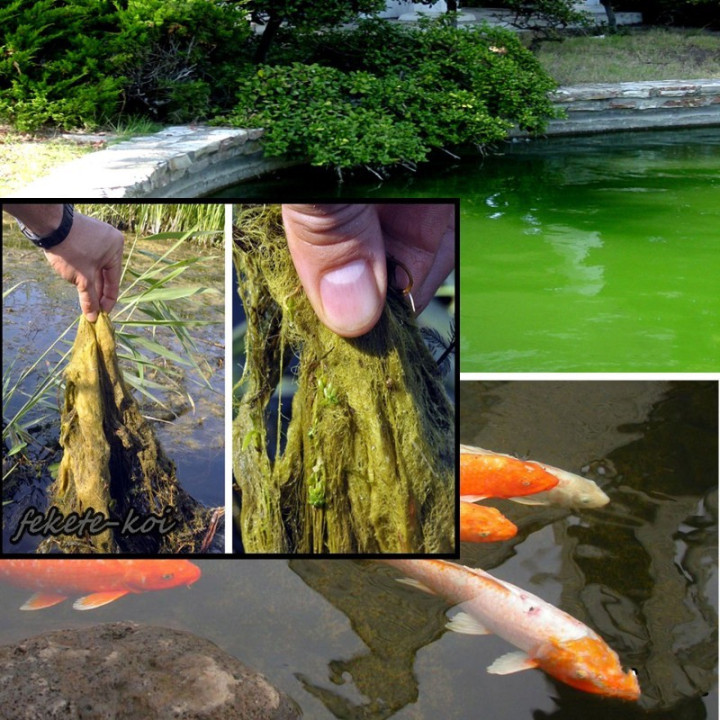 Bio algex fonalas algairtó és tófertőtlenítő 10Kg (500 m3 vízhez)