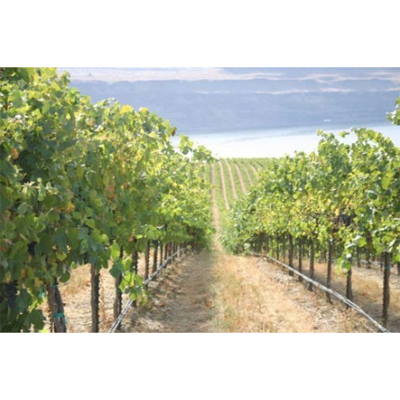 PC csepegtető cső Dynomac PC DN 20 mm 50 cm, 4 l/h, 300 m nyomás kompenzált ( föld alá is fektethető ) akár 127Ft/m áron