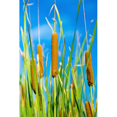 Typha Gracilis - Karcsú gyékény