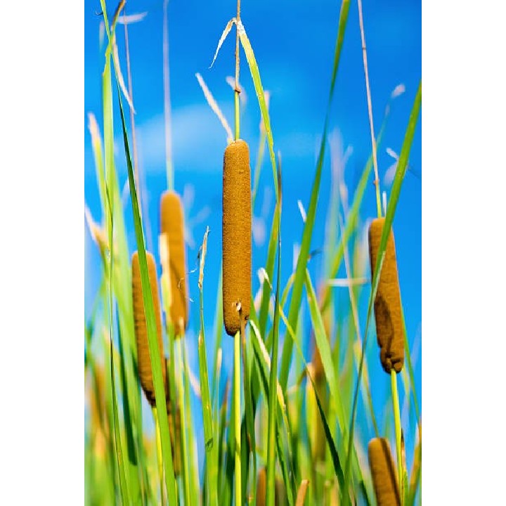 Typha Gracilis - Karcsú gyékény