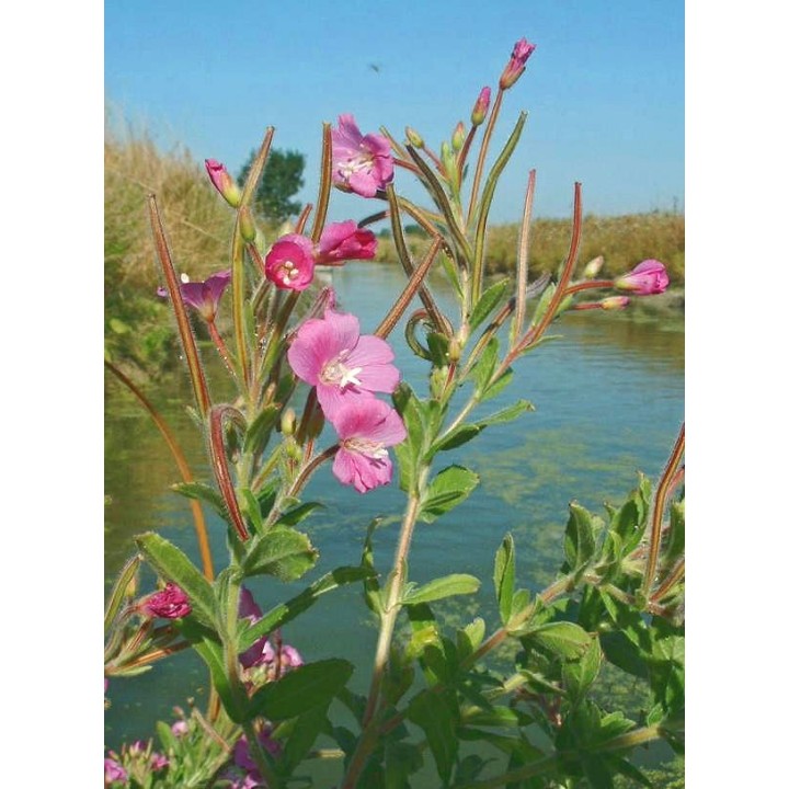 Epilobium mirsutum- Borzas Füzike