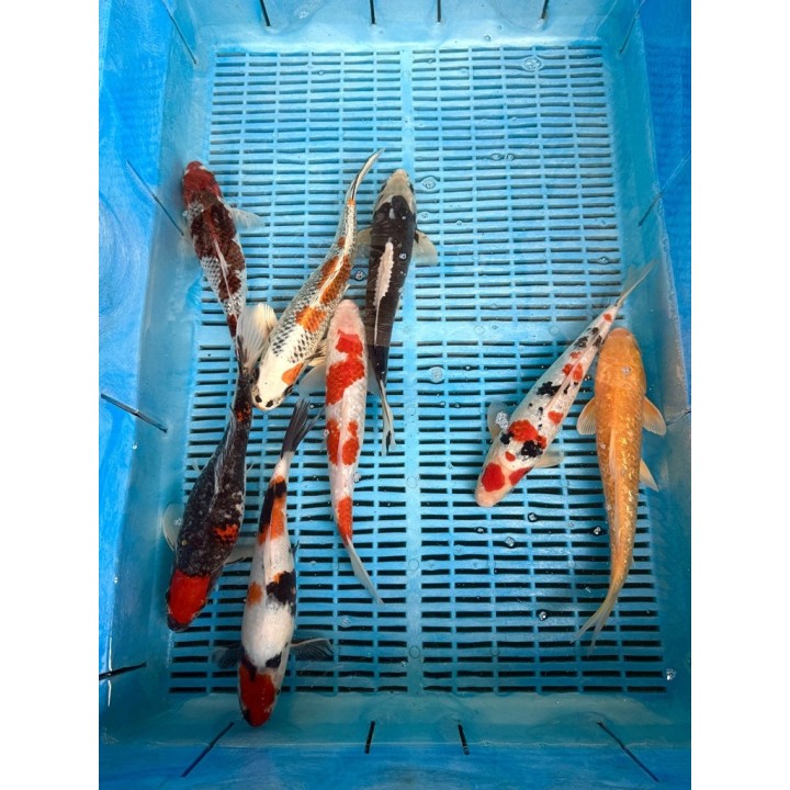 Koi Handpick 25-30cm 2