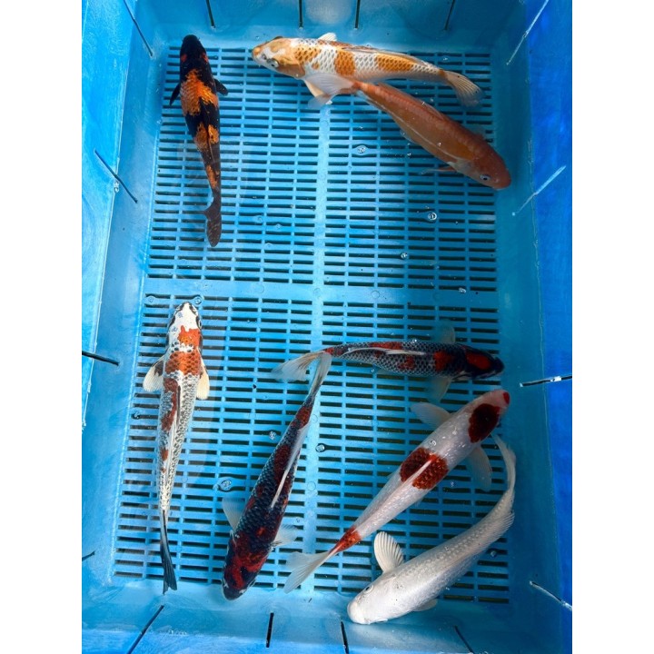 Koi Handpick 25-30cm 1