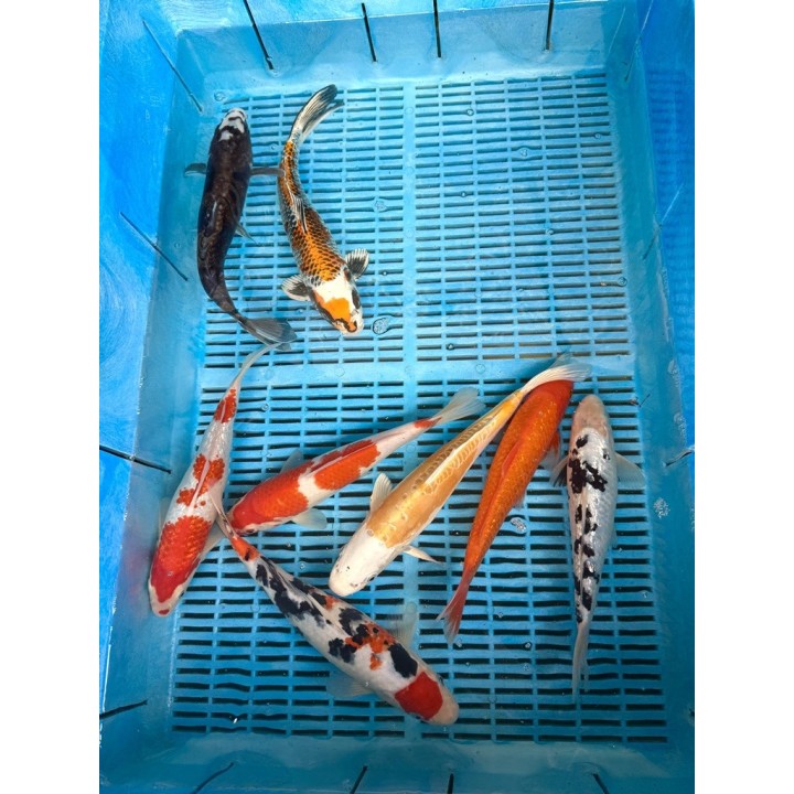 Koi Handpick 25-30cm 3