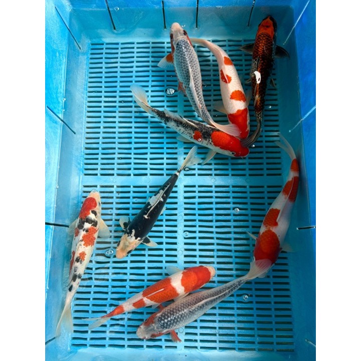 Koi Handpick 25-30cm 4